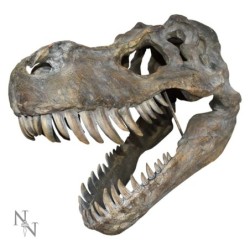 Tyrannosaurus Rex Skull...